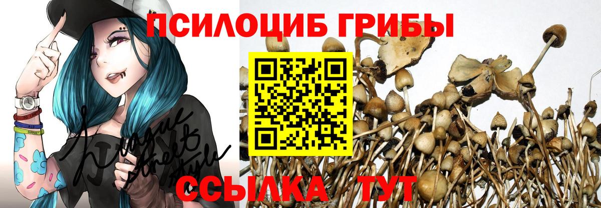 Псилоцибиновые грибы Cubensis Северск